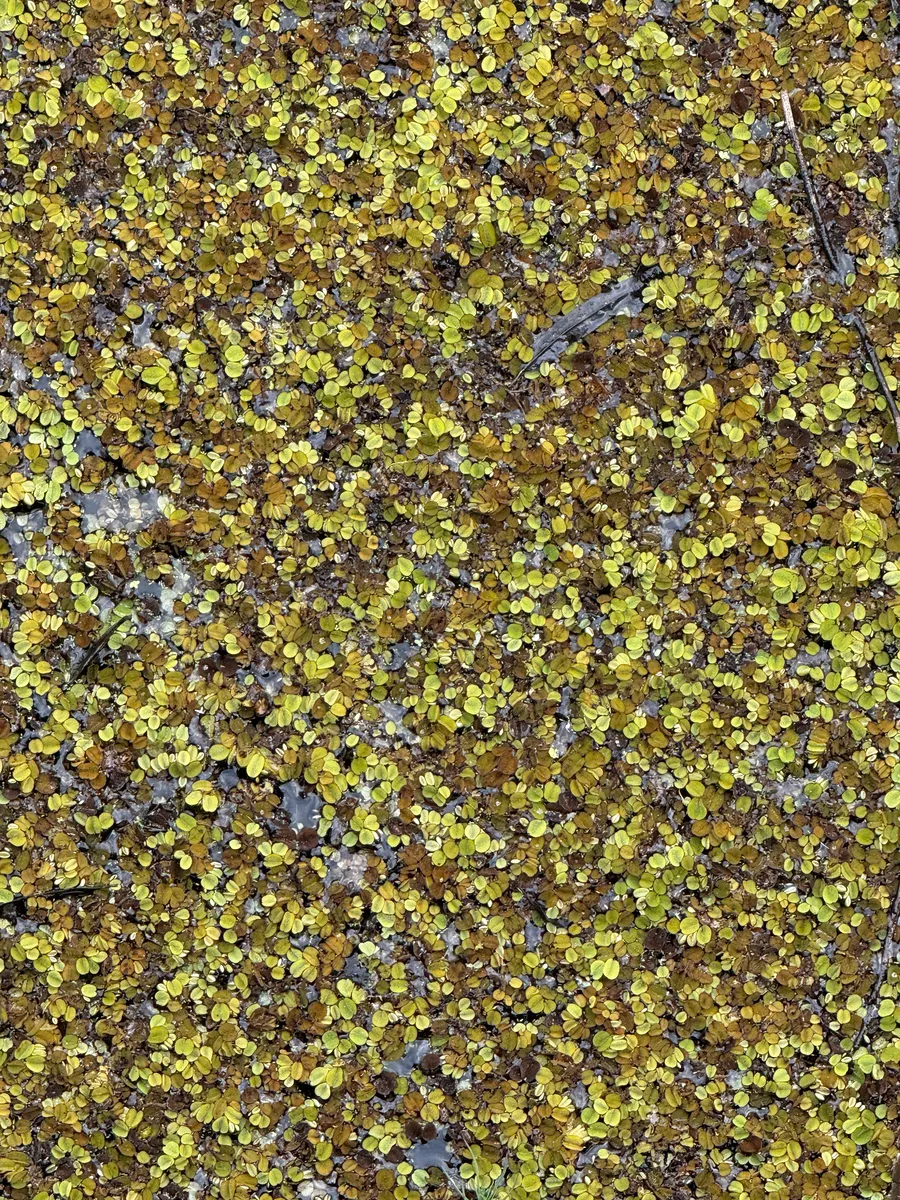 Miniatura: Salvinia (Salvinia spp.)