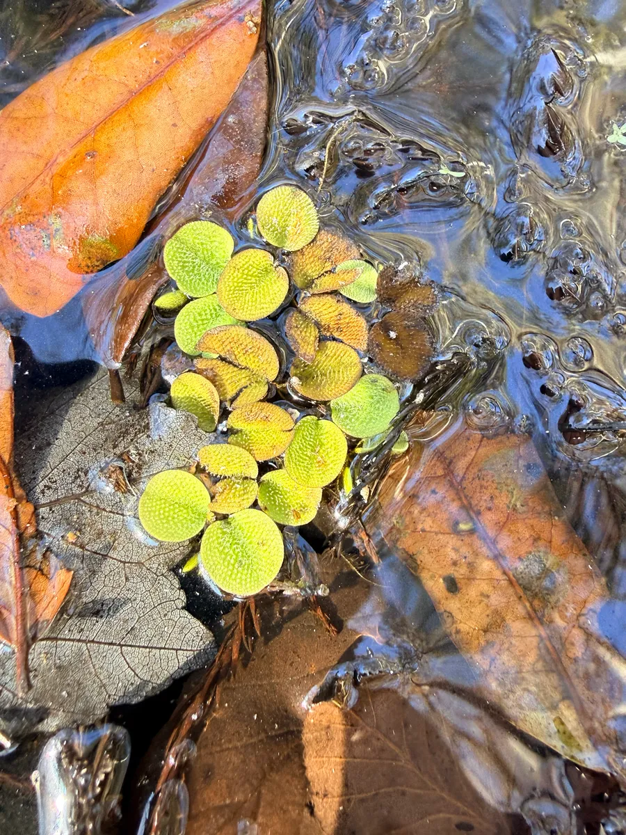 Miniatura: Salvinia (Salvinia spp.)