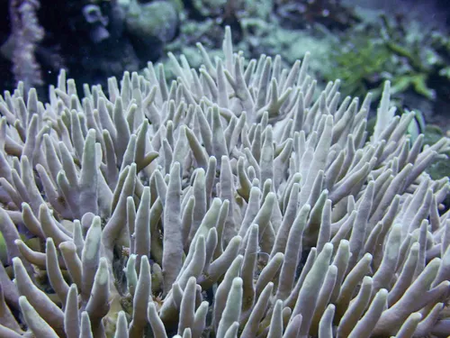 Miniatura: Acropora (Acropora sp.)
