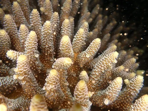 Miniatura: Acropora (Acropora sp.)