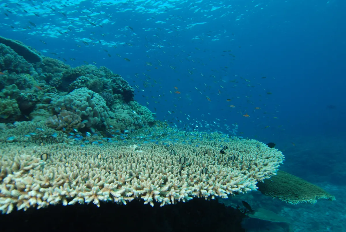 Miniatura: Acropora (Acropora sp.)