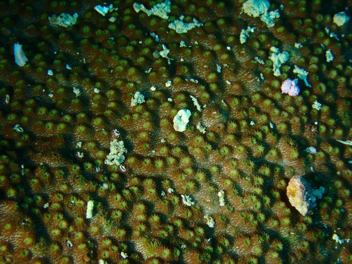 Astreopora (Astreopora sp.)