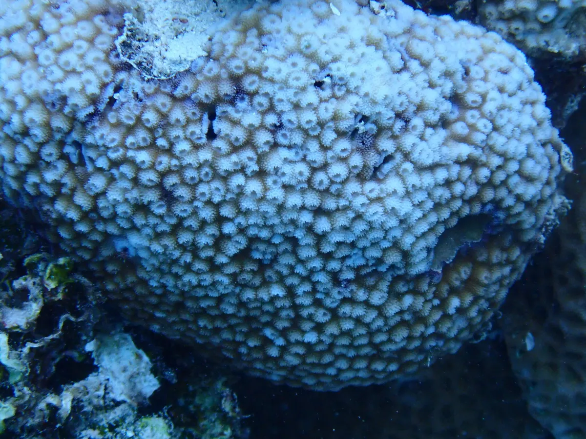Miniatura: Astreopora (Astreopora sp.)