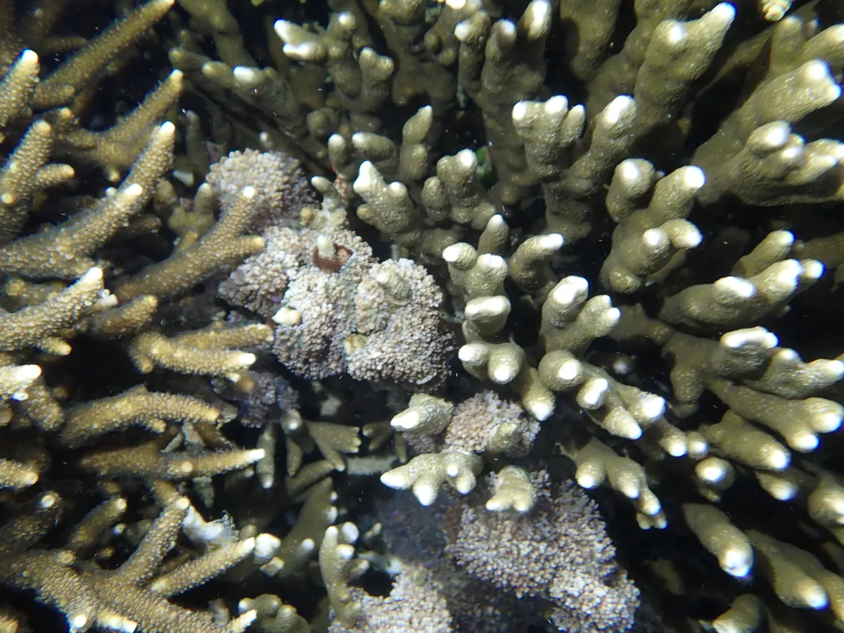 Montipora (Montipora sp.)