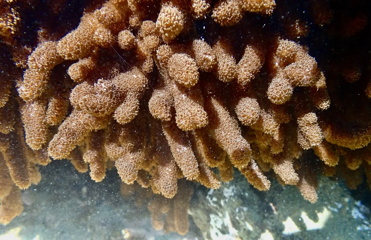 Alcyoniidae