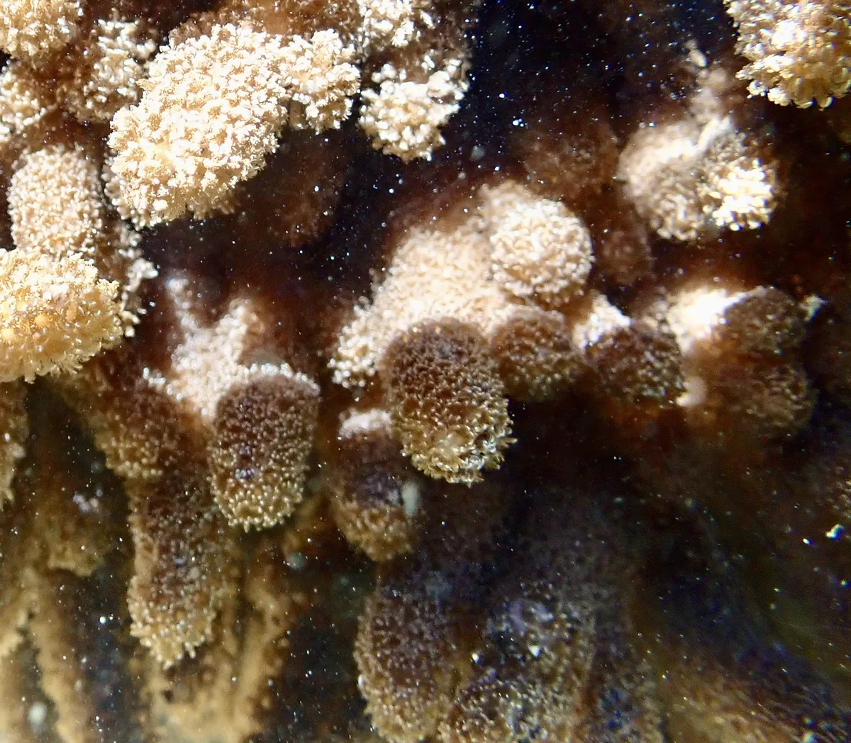 Miniatura: Cladiella (Cladiella sp.)