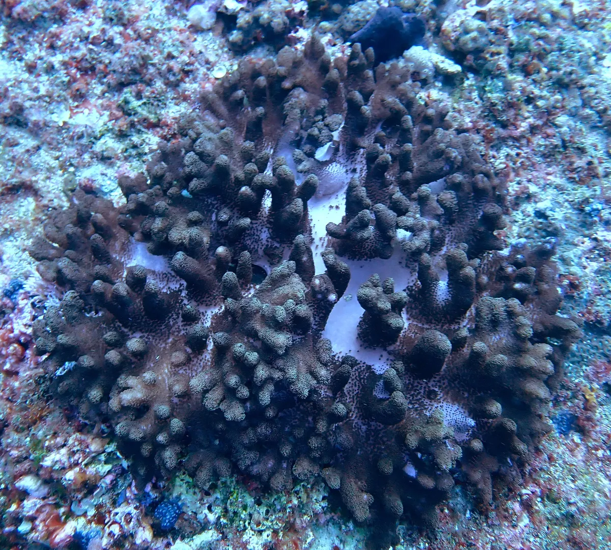 Miniatura: Cladiella (Cladiella sp.)