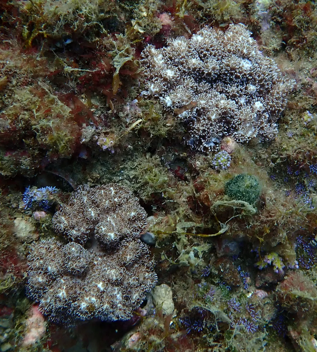 Miniatura: Cladiella (Cladiella sp.)