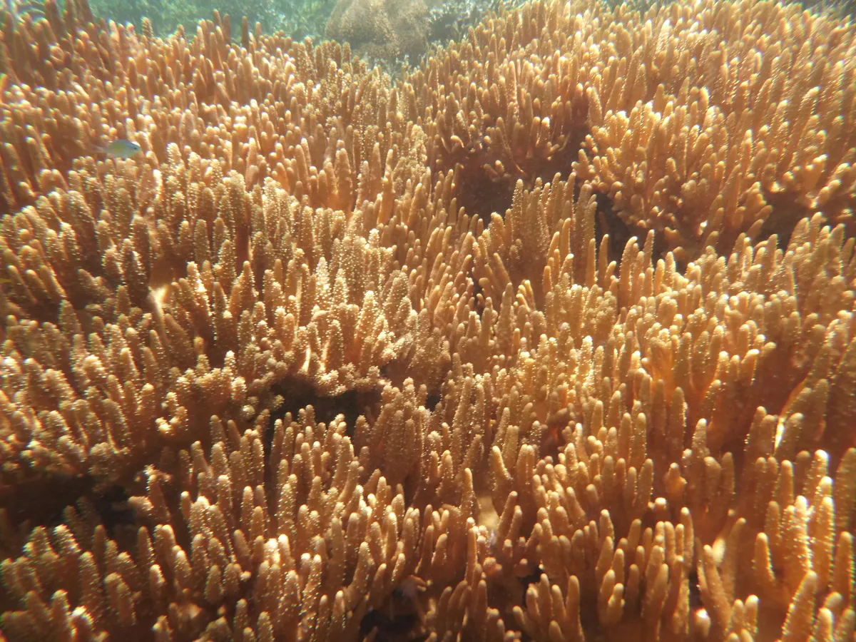 Lobophytum (Lobophytum sp.)