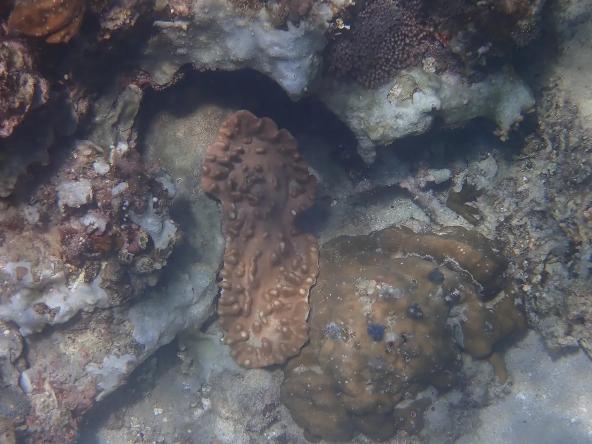Miniatura: Lobophytum (Lobophytum sp.)