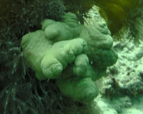 Sarcophyton (Sarcophyton sp.)