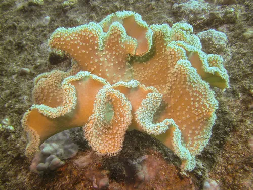 Miniatura: Sarcophyton (Sarcophyton sp.)
