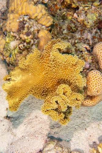 Miniatura: Sarcophyton (Sarcophyton sp.)