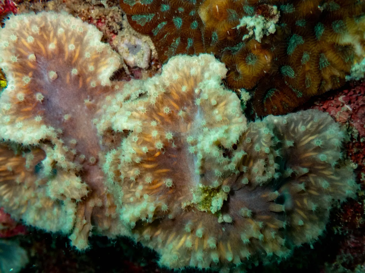 Sinularia (Sinularia sp.)