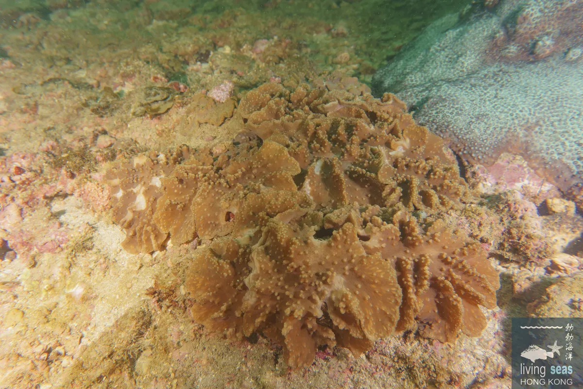 Miniatura: Sinularia (Sinularia sp.)