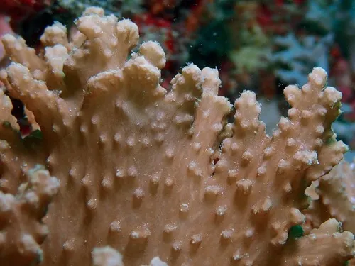 Miniatura: Sinularia (Sinularia sp.)