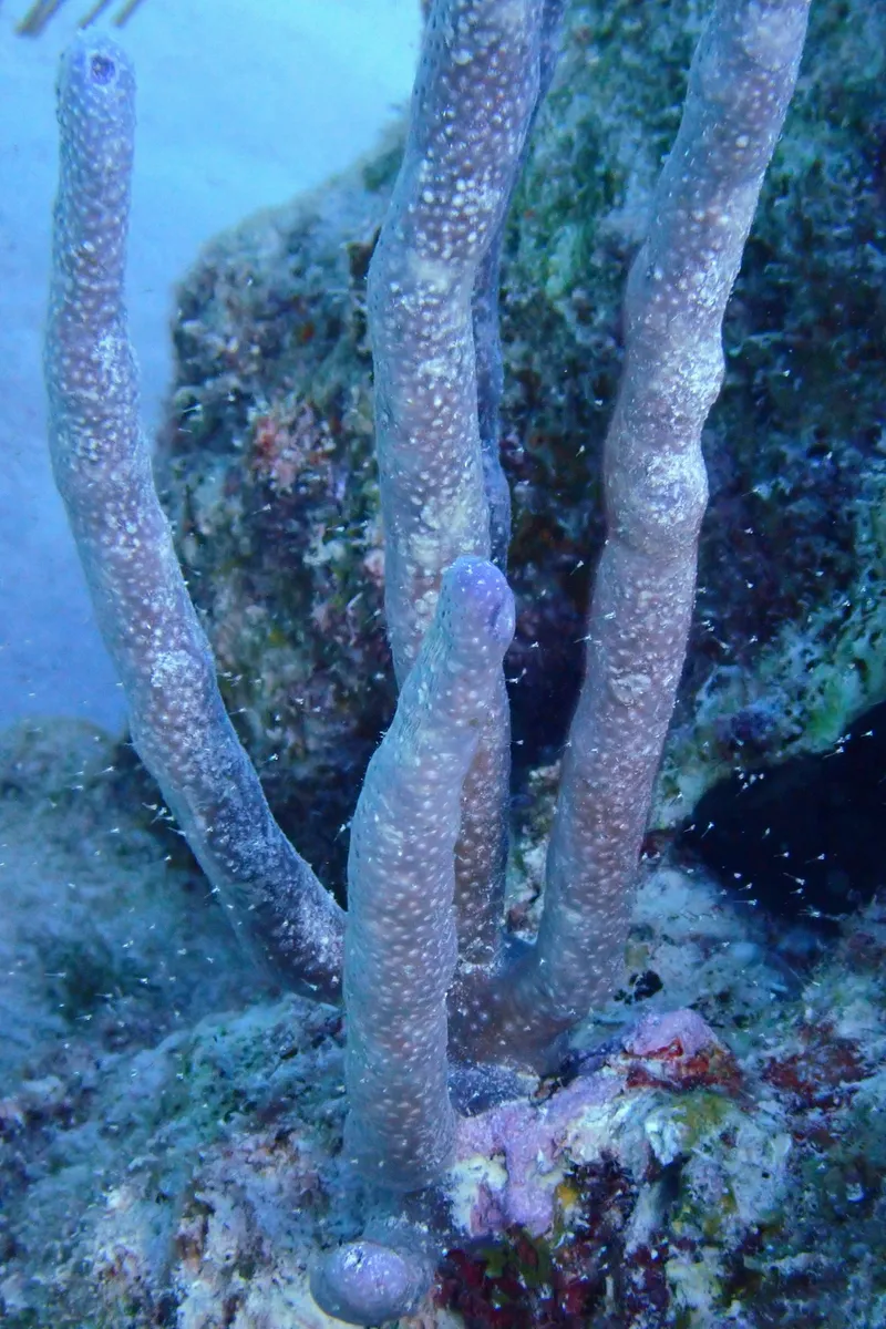 Miniatura: Briareum (Briareum sp.)