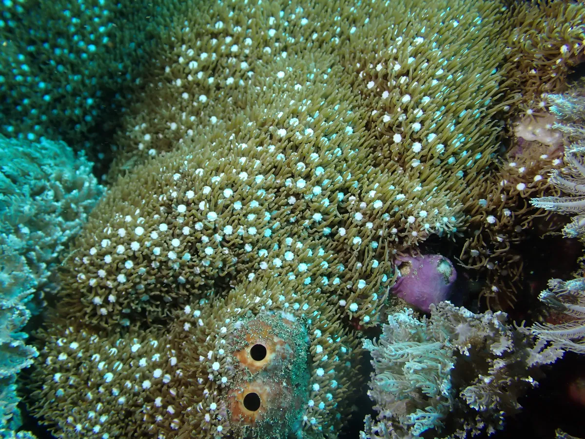 Miniatura: Briareum (Briareum sp.)