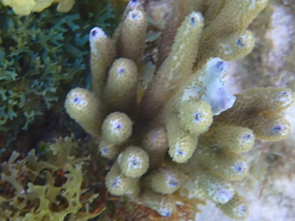 Miniatura: Briareum (Briareum sp.)