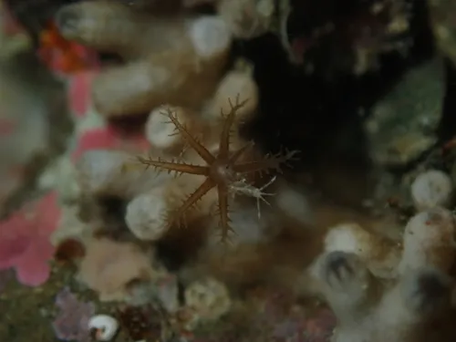 Clavulariidae