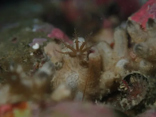 Miniatura: Clavularia (Clavularia sp.)