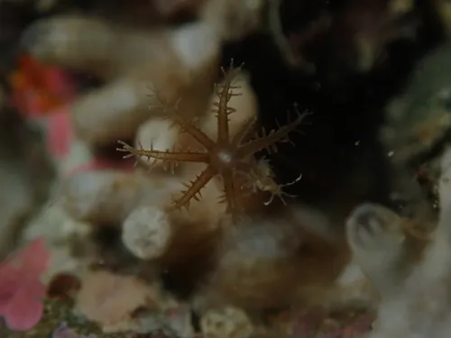 Miniatura: Clavularia (Clavularia sp.)