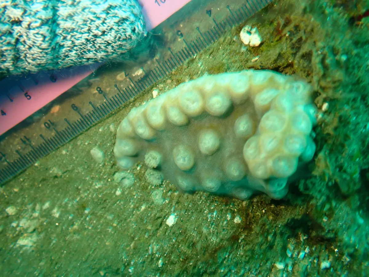 Miniatura: Duncanopsammia (Duncanopsammia axifuga)