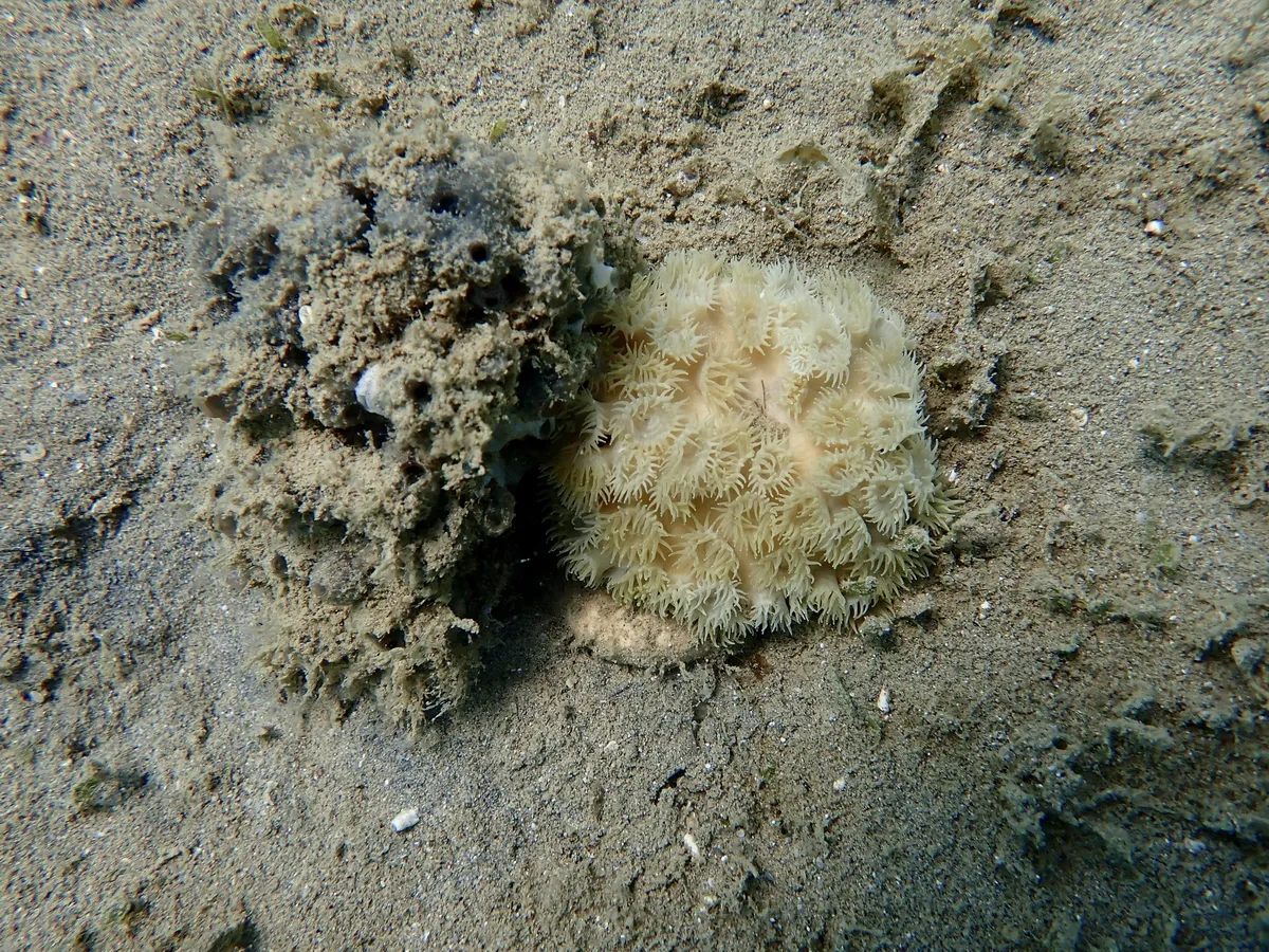 Miniatura: Duncanopsammia (Duncanopsammia axifuga)