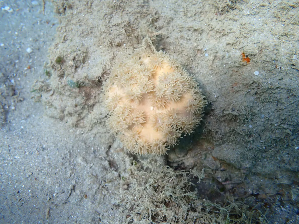 Miniatura: Duncanopsammia (Duncanopsammia axifuga)