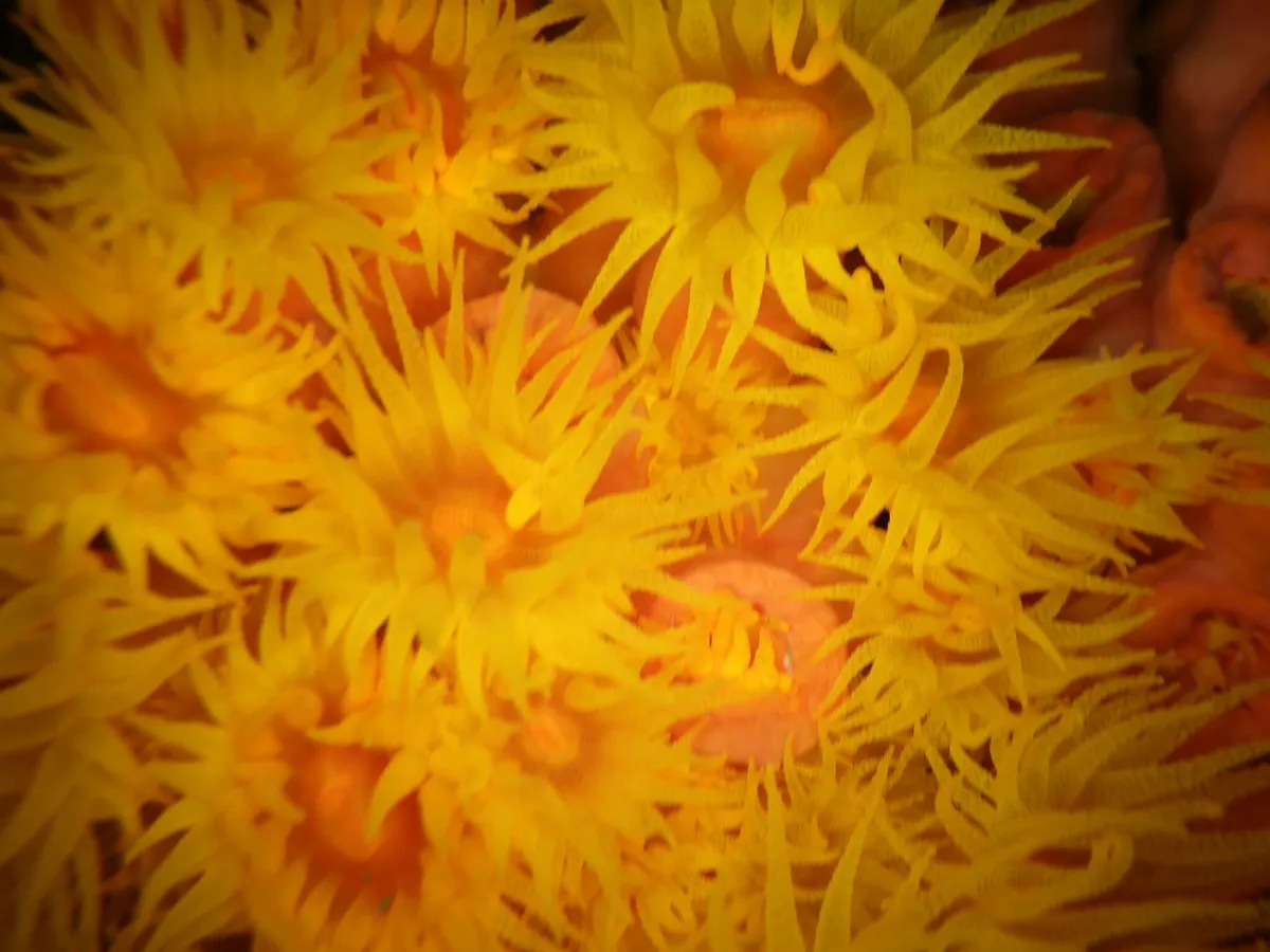 Tubastraea (Tubastraea sp.)