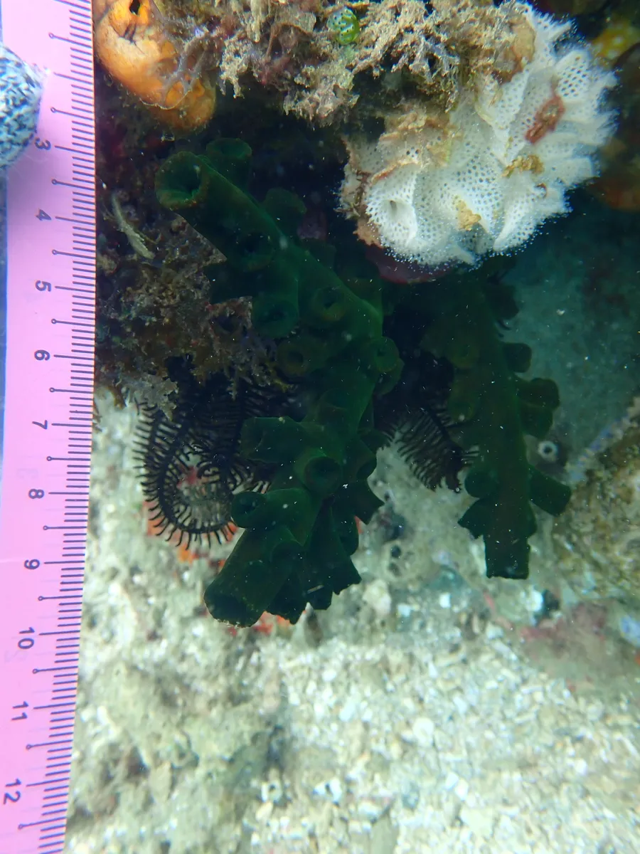 Miniatura: Tubastraea (Tubastraea sp.)