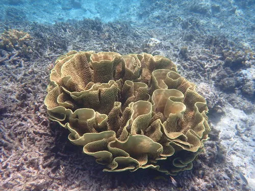 Turbinaria (Turbinaria sp.)