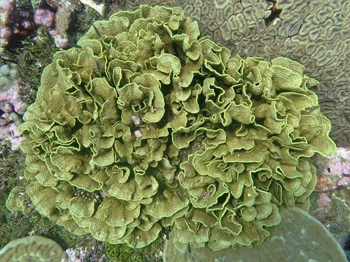 Miniatura: Turbinaria (Turbinaria sp.)