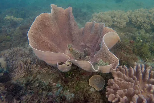 Miniatura: Turbinaria (Turbinaria sp.)