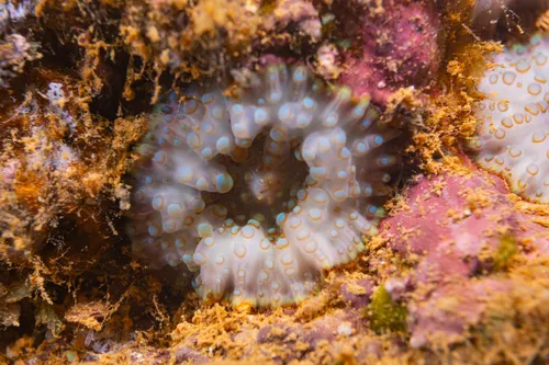 Miniatura: Discosoma (Discosoma sp.)