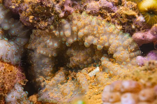 Miniatura: Discosoma (Discosoma sp.)