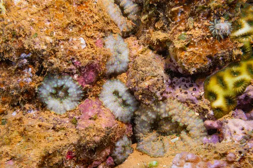 Miniatura: Discosoma (Discosoma sp.)