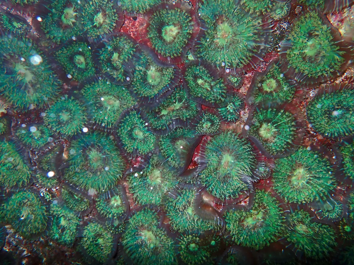 Rhodactis (Rhodactis sp.)