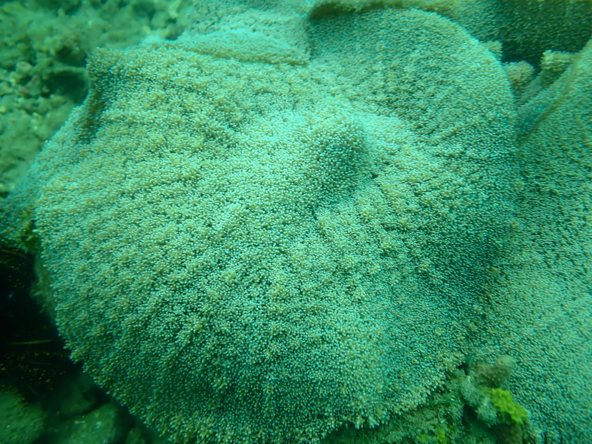 Miniatura: Rhodactis (Rhodactis sp.)