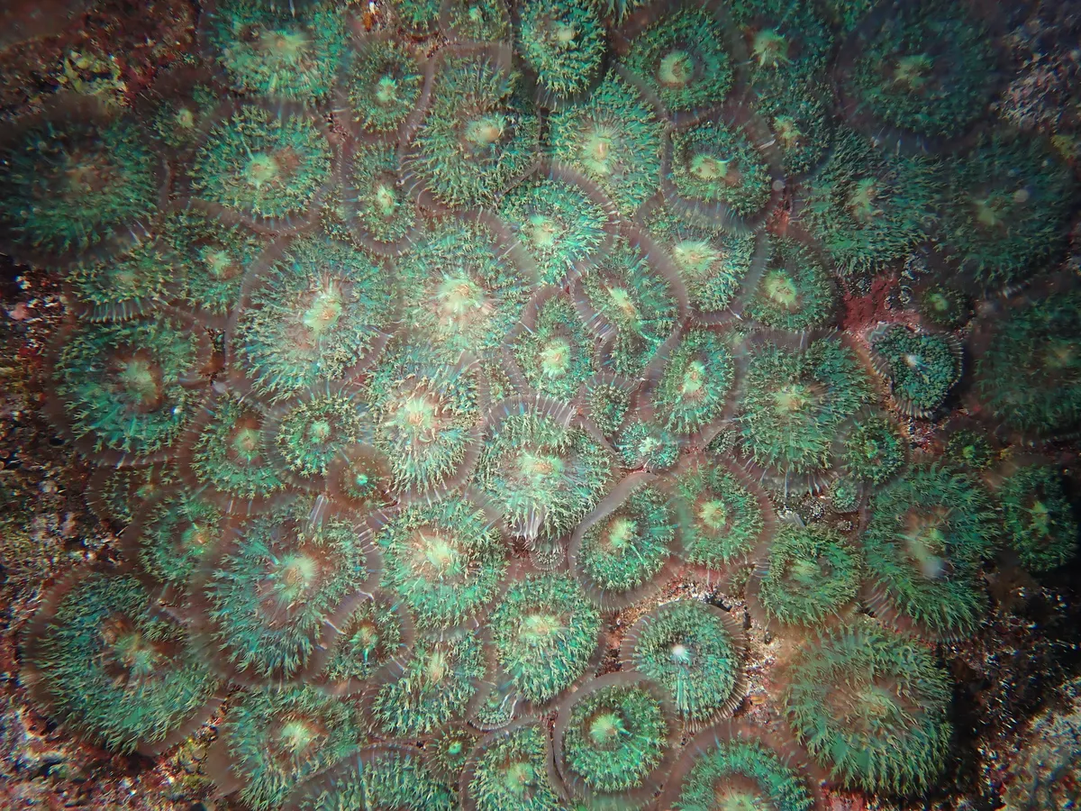 Miniatura: Rhodactis (Rhodactis sp.)