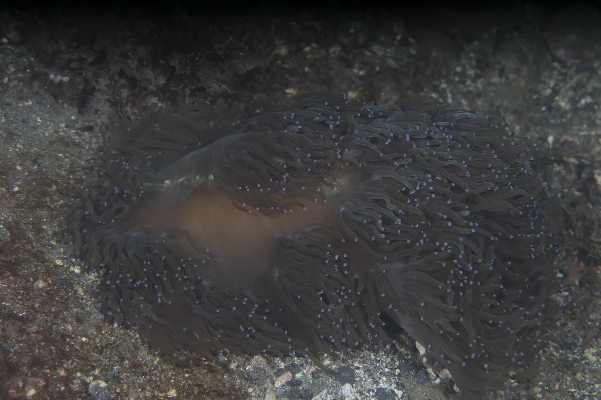 Euphylliidae