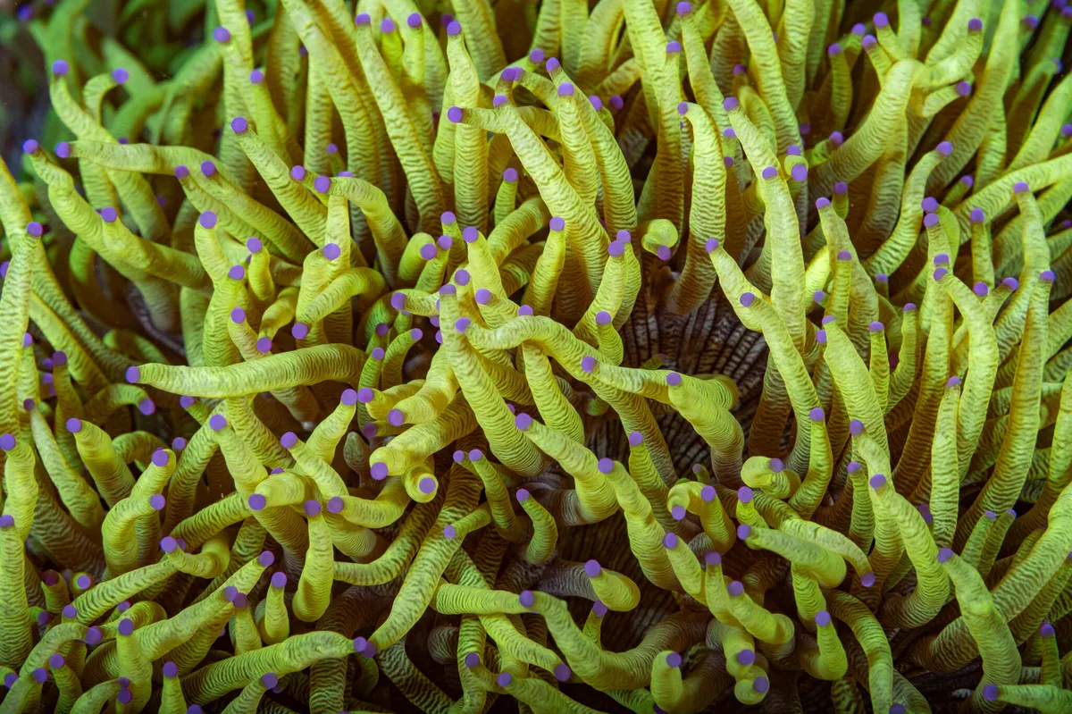 Miniatura: Catalaphyllia (Catalaphyllia jardinei)