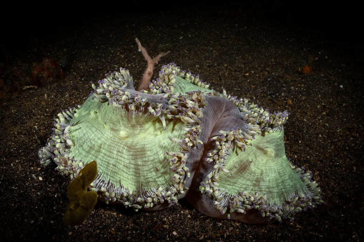 Miniatura: Catalaphyllia (Catalaphyllia jardinei)
