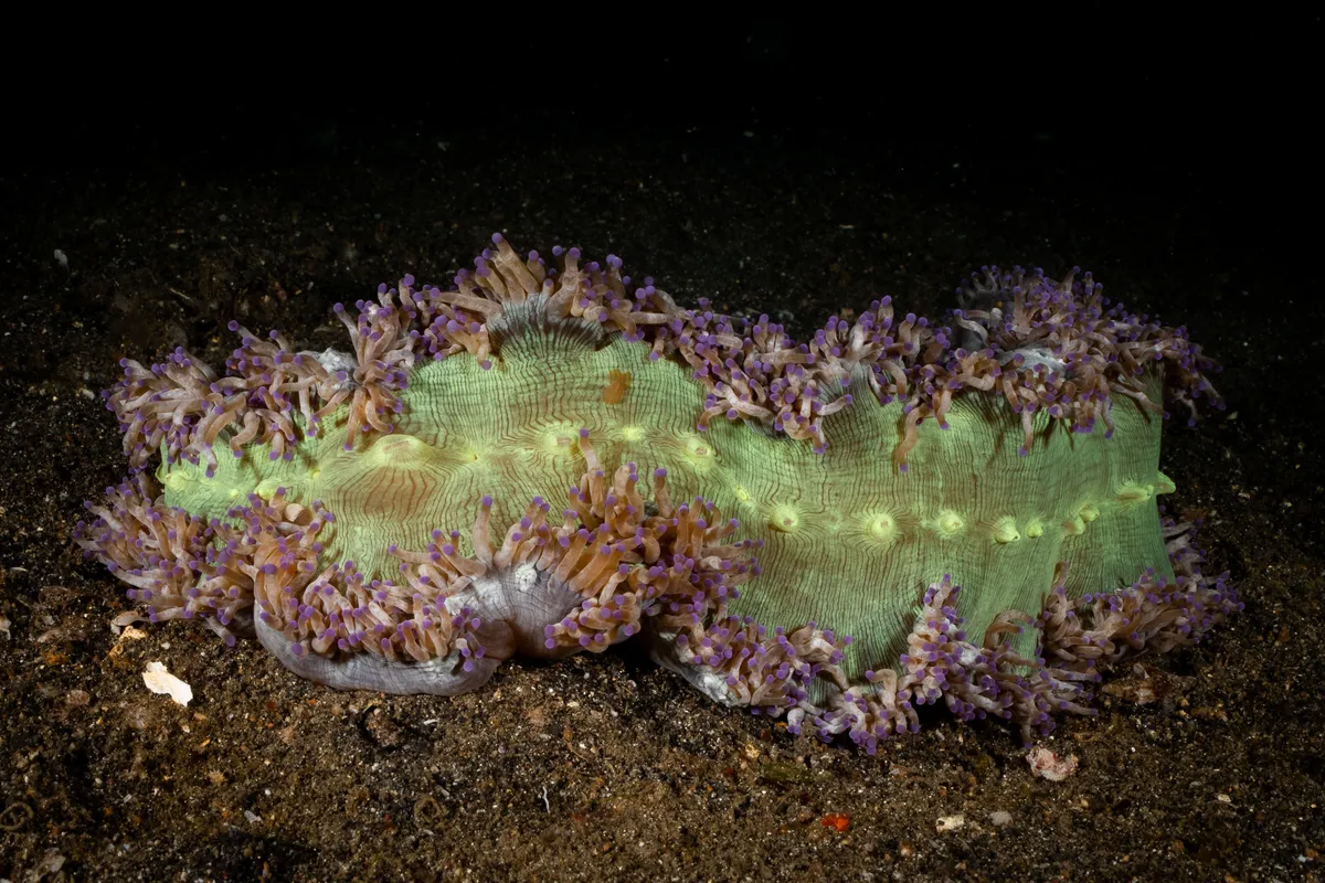 Miniatura: Catalaphyllia (Catalaphyllia jardinei)