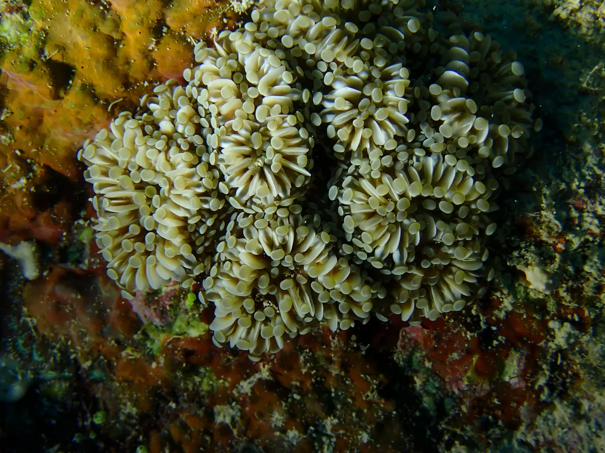 Euphyllia (Euphyllia glabrescens)
