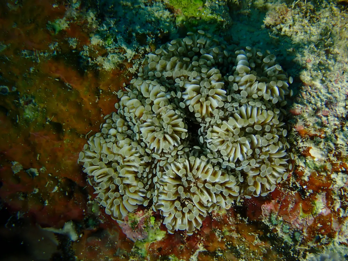 Miniatura: Euphyllia (Euphyllia glabrescens)