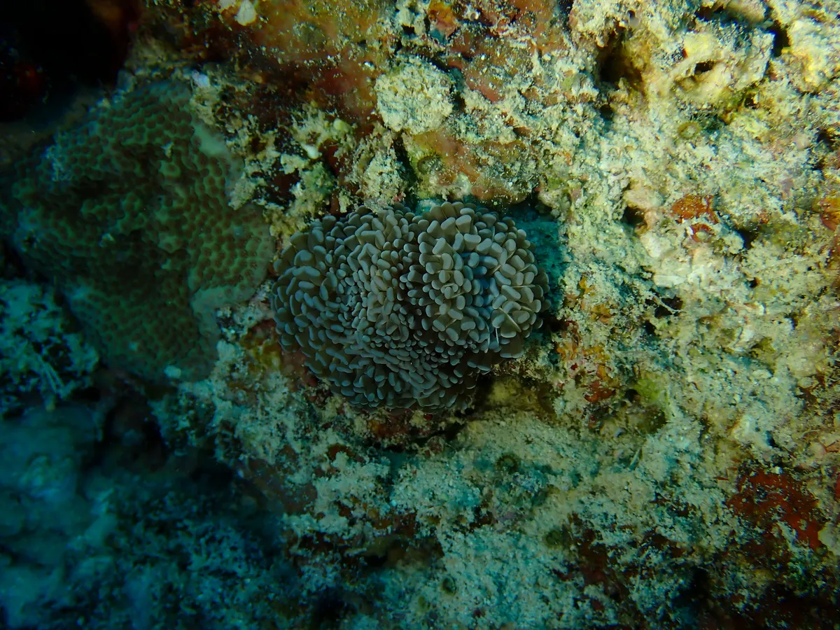 Miniatura: Euphyllia (Euphyllia glabrescens)