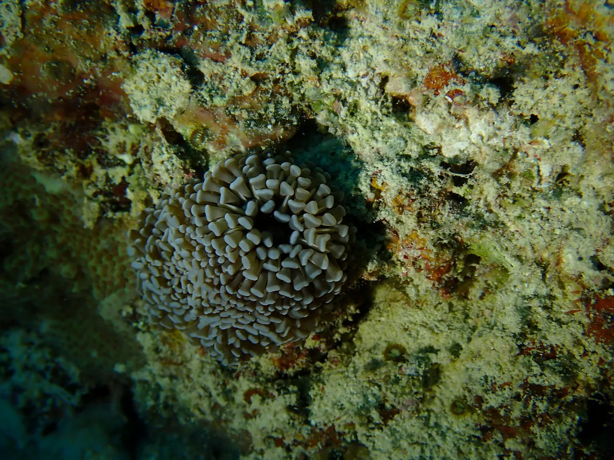 Miniatura: Euphyllia (Euphyllia glabrescens)