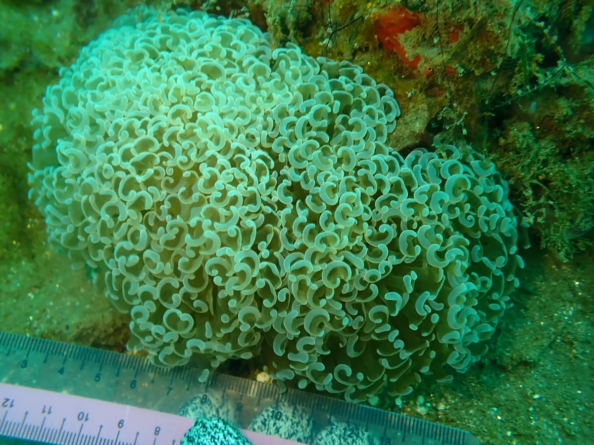 Fimbriaphyllia (Fimbriaphyllia ancora)