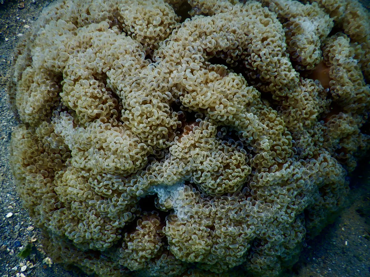 Miniatura: Fimbriaphyllia (Fimbriaphyllia ancora)